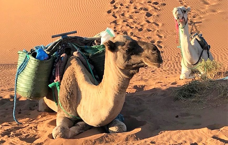 Die Stille der Sahara (Nr. WG-004)