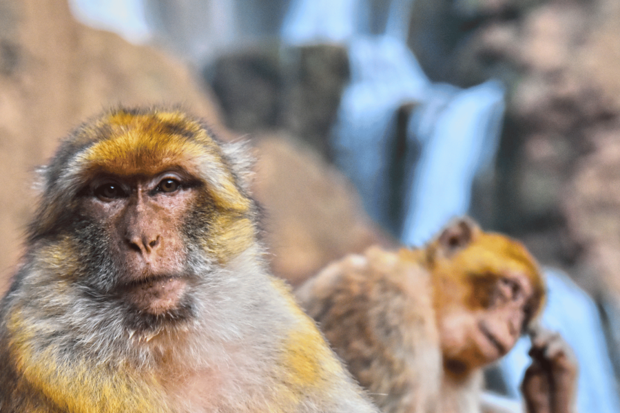 Im Reich der Wasserfälle und Berberaffen